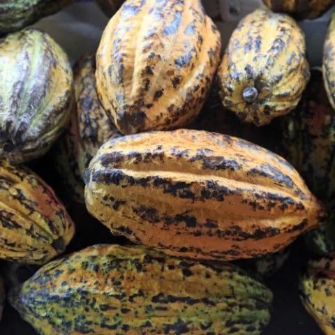 cocoa-ripe-fruits-2021-08-26-15-33-16-utc-Pequeno